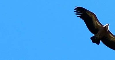 A la découverte des vautours à Rémuzat