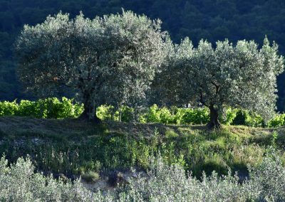 Les parcelles d'oliviers typiques de Nyons