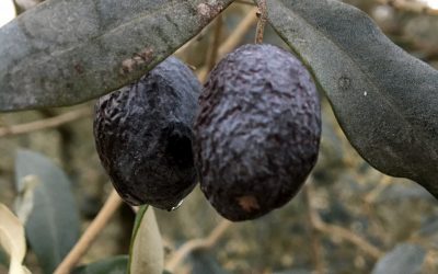 L’olive de Nyons et des Baronnies