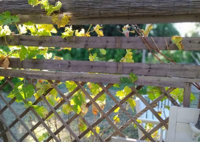 Jardin potager permaculture Mas aux Trois Fontaines